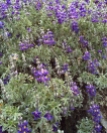 Close up of purple flowers at Laguna 69