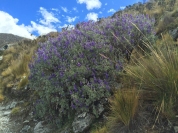 Purple flowers at Laguna 69