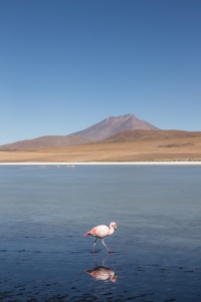 Flamingo reflected