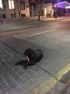 Passive aggressive dog in Santiago