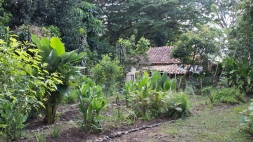 The garden at Mayapurita