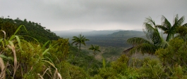 Jungle view from Ambrym on high