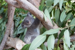 Koala joey at the Billabong