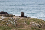 Seal at Penguin Place