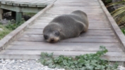 Sleepy seal