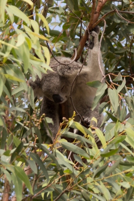 Wild sleepy koala