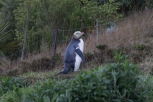 Yellow eyed penguin coming home